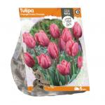 Baltus Tulipa Triumph Pretty Princess tulpen bloembollen per 5 stuks